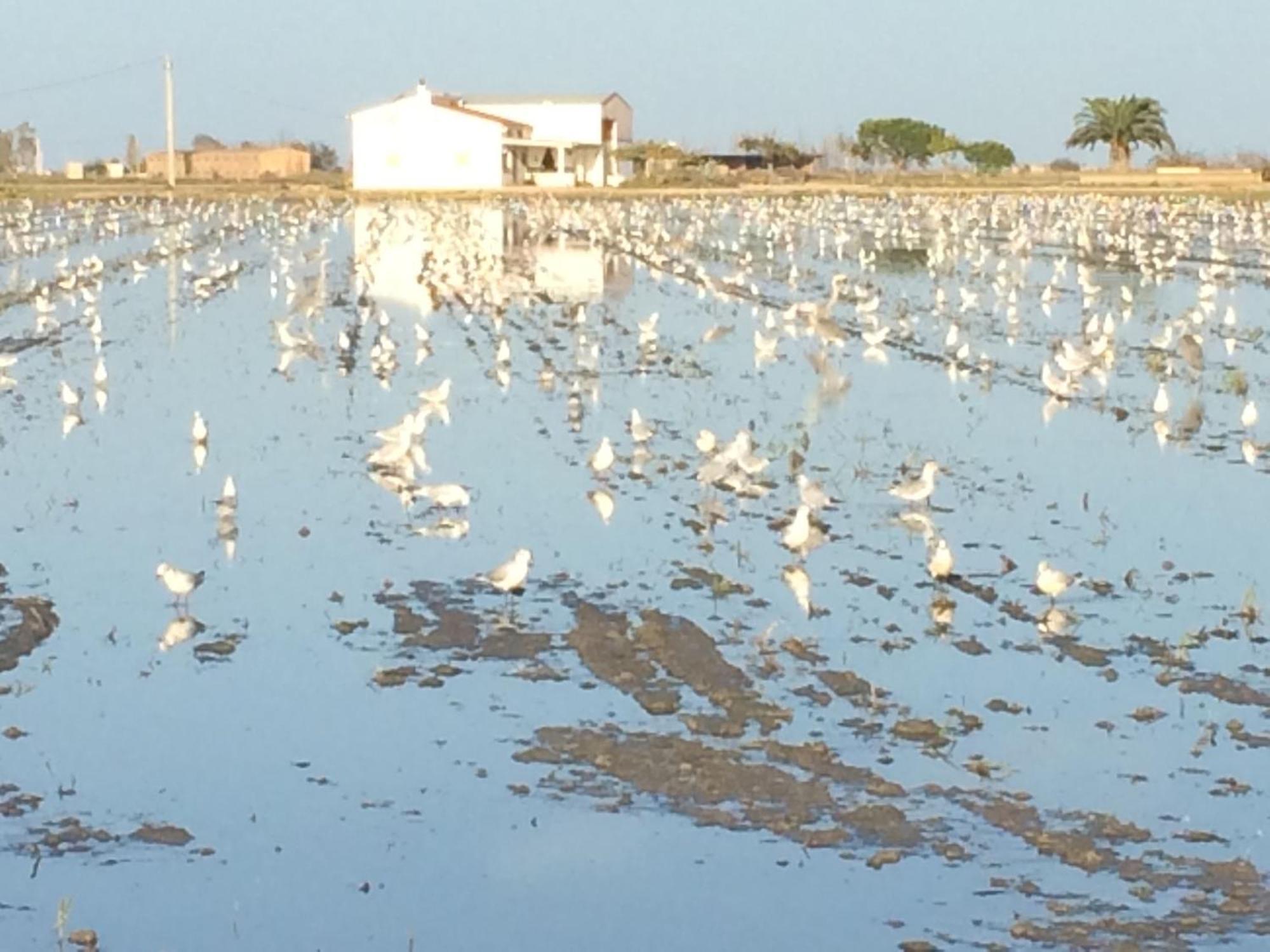 Masia Blanca Deltebre Esterno foto