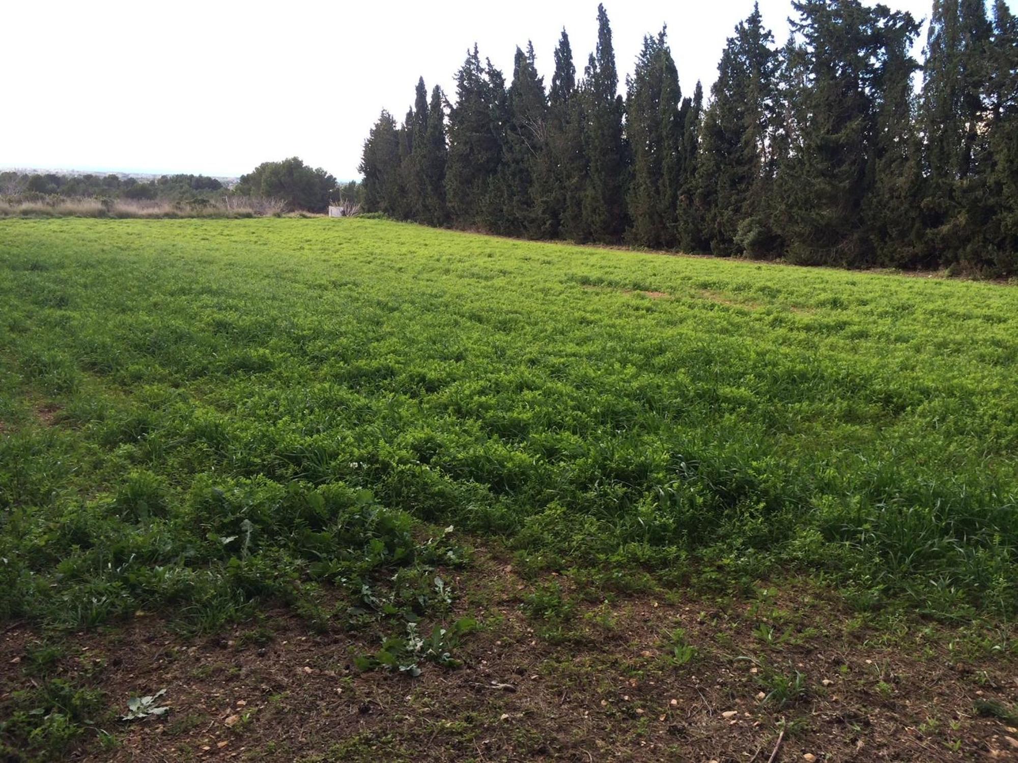 Masia Blanca Deltebre Esterno foto